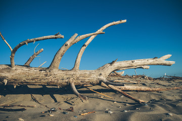 Naklejka premium Seaside landscape in evening. Tree silhuette on sand. Calm morning sea scenery. Dry branch on wet sand. Relaxing time. Wild nature. Nobody. Wooden texture. Shadow on the ground. Close up shot.