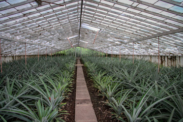 Plantation d'ananas sous serre