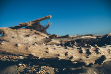 Seaside landscape in evening. Tree silhuette on sand. Calm morning sea scenery. Dry branch on wet sand. Relaxing time. Wild nature. Nobody. Wooden texture. Shadow on the ground. Close up shot.