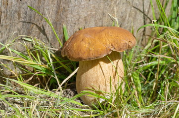 Porcini mushroom (Lat, Boletus edulis) grows in the forest