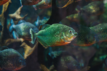 Obraz na płótnie Canvas Photo through glass, observing piranha fish in their natural habitat.