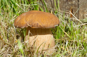 Porcini mushroom (lat. Boletus edulis) in the forest close-up