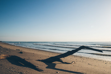 Seaside landscape in evening. Tree silhuette on sand. Calm morning sea scenery. Dry branch on wet sand. Relaxing time. ild nature. Nobody. Light waves on water.    Shadow on the ground. Sunny day.