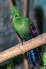 Green Guinea turaco in the zoo. close up. Tauraco persa.