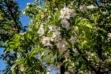 Фруктовый цвет