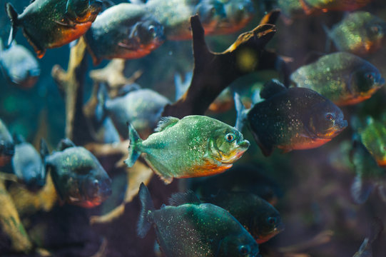 Photo through glass, observing piranha fish in their natural habitat.