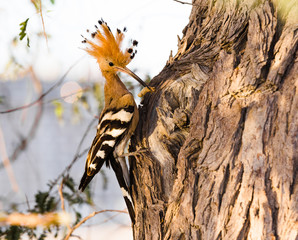 A Eurasian Hoopoe Upupa epops pecking a branch