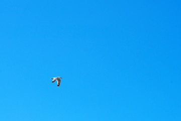 Naklejka na ściany i meble Seagull flying on the blue sky