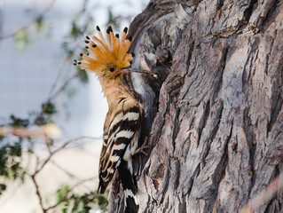 A Eurasian Hoopoe Upupa epops pecking a branch