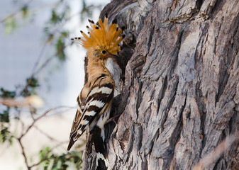A Eurasian Hoopoe Upupa epops pecking a branch