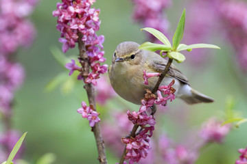 bird on a flower