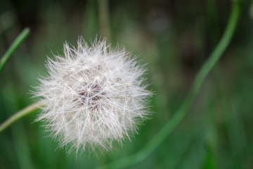 Obraz premium dandelion on green background