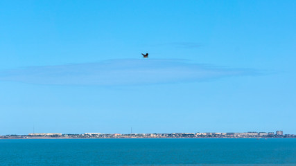 Fototapeta na wymiar Crow flying over blue sea