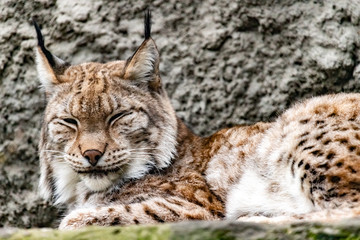 Lynx sleeping with closed eyes portrait. close up