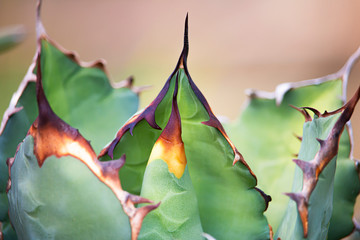 The agave leaves have sharp spines.