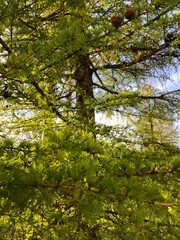 Beautiful green young pine in the Park