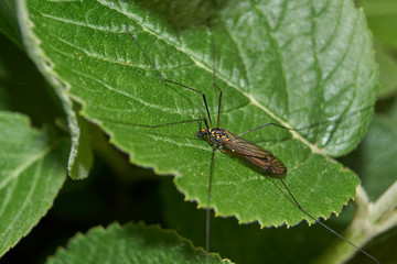 Long-legged mosquito (lat. Tipulidae) on a plum leaf.
