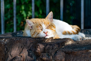 An adult fat cat of a white-red color with a contented muzzle, lies and rests under a Bush of green thuja, falling asleep on concrete steps in the shade under the rays of the sun