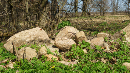 Many stones lie in the green grass under a tree. Design background.