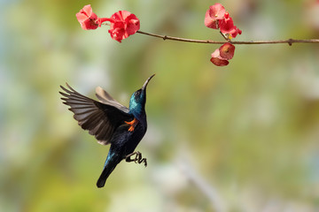 Purple sunbird