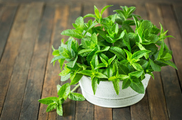 Fresh organic mint leafs in the bowl