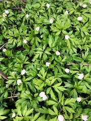 Beautiful snowdrops in the forest close up view