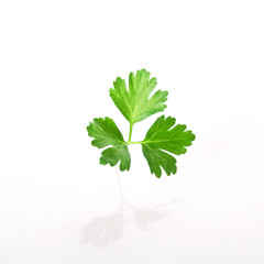 a leaf of fresh parsley isolated on a white background