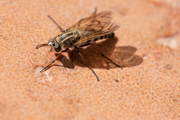 insect, fly, macro, nature, bug, animal, green, dragonfly, leaf, wing, close-up, closeup, pest, detail, wildlife, eye, 