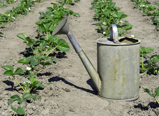 Vintage metal watering can stands near a strawberry garden