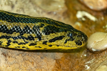 Anaconda snake. Eunectes murinus. Head close-up.