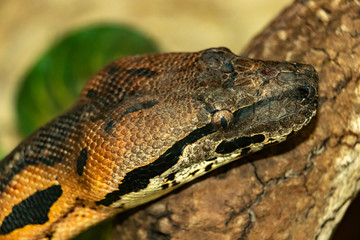 the Madagascar Ground Boa. Acrantophis madagascariensis. close up.