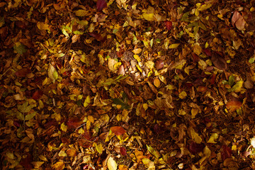 Yellow, orange and  brown leaves on ground in the garden.  Autumn background with colorful leaves. Bright texture with foliage. Walking outdoor. Natural colorful background.  .Sunny day in the forest.