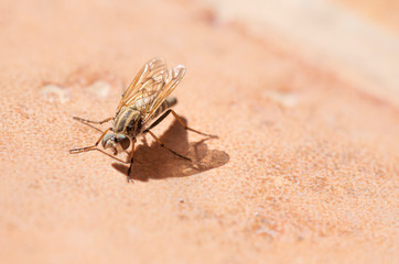 insect, fly, macro, nature, bug, animal, green, dragonfly, leaf, wing, close-up, closeup, pest, detail, wildlife, eye, 