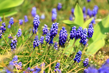 Muscari flowers on a background of gentle green grass in sunny weather