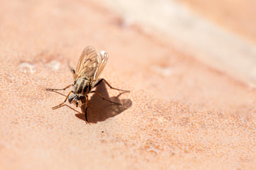 insect, fly, macro, nature, bug, animal, green, dragonfly, leaf, wing, close-up, closeup, pest, detail, wildlife, eye, 