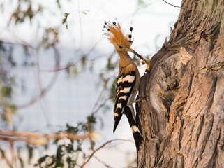 A Eurasian Hoopoe Upupa epops pecking a branch