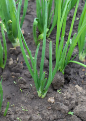 Fototapeta premium Green feathers of onions grow in the ground