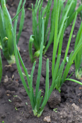 Green feathers of onions in the ground