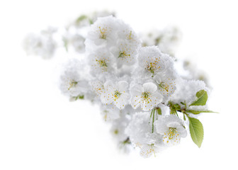 Cherry blossoms covered with hoarfrost and snow.