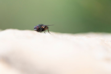 insect, fly, macro, nature, bug, animal, green, dragonfly, leaf, wing, close-up, closeup, pest, detail, wildlife, eye, 