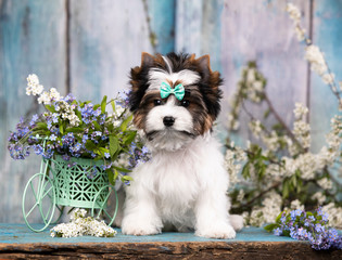 Puppy of a Biewer Yorkshire Terrier and flowers.