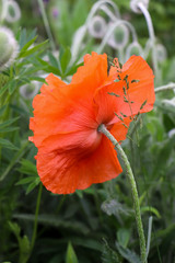 
Red poppy flower