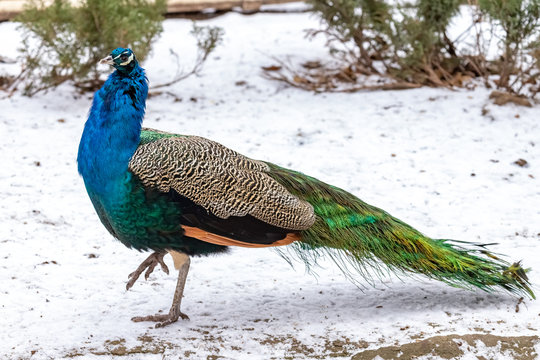 Peacock in the snow. Pavo Linnaeus. close up
