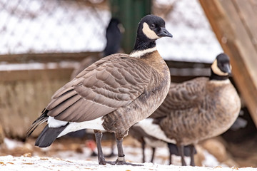 Barnacle goose. Branta leucopsis. close up