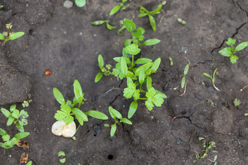 young green plant