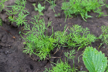 Green shoots of parsley in the ground