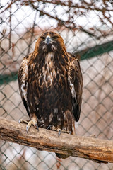 Golden eagle on a branch in the zoo. Aquila chrysaetos. close up.