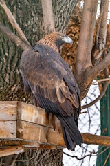Golden eagle on a branch in the zoo. Aquila chrysaetos. close up.