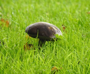 Brown edible mushroom on the grass