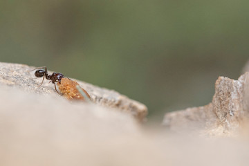 insect, fly, macro, nature, bug, animal, green, dragonfly, leaf, wing, close-up, closeup, pest, detail, wildlife, eye, 